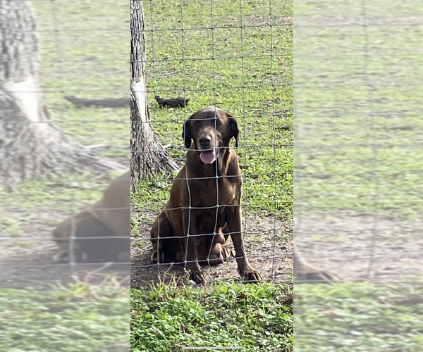 Medium Photo #1 Labrador Retriever Puppy For Sale in LORENA, TX, USA