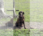 Small Photo #1 Labrador Retriever Puppy For Sale in LORENA, TX, USA