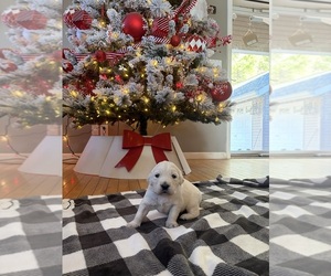 Medium English Cream Golden Retriever