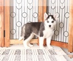 Small Photo #3 Pomsky Puppy For Sale in NAPLES, FL, USA