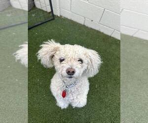 Poodle (Miniature)-Unknown Mix Dogs for adoption in Tempe , AZ, USA