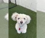 Small Poodle (Miniature) Mix