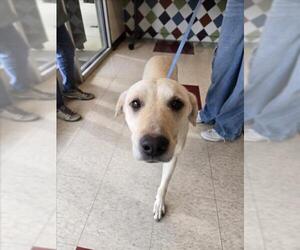 Labrador Retriever-Unknown Mix Dogs for adoption in Plano, TX, USA