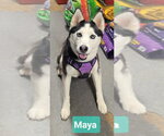 Small #2 Siberian Husky