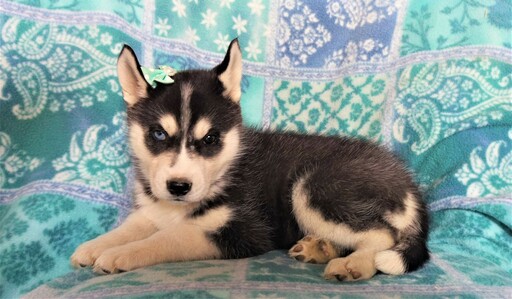 Medium Photo #5 Siberian Husky Puppy For Sale in LANCASTER, PA, USA