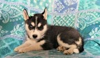 Small Photo #5 Siberian Husky Puppy For Sale in LANCASTER, PA, USA