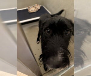 Irish Terrier-Unknown Mix Dogs for adoption in Lee's Summit, MO, USA