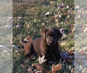 Labrador Retriever Puppy for Sale in SOUTH WAYNE, Wisconsin USA