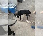 Small Labrador Retriever Mix