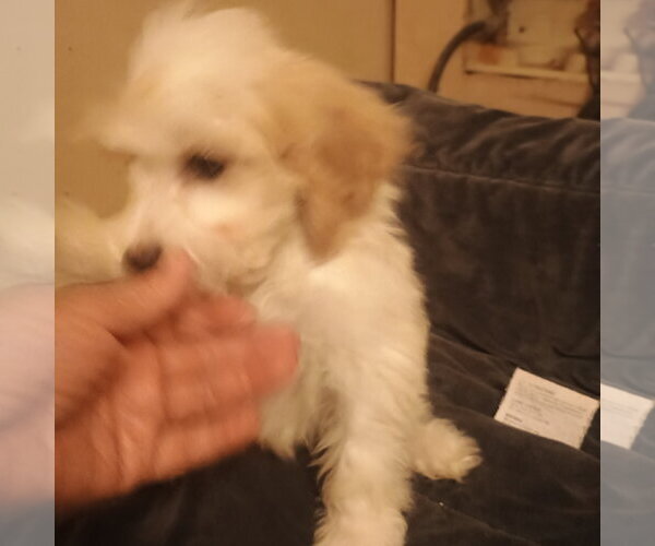 Medium Photo #2 Cavapoo (Toy) Puppy For Sale in Bonifay, MO, USA