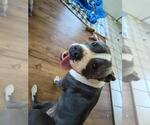 Small #1 American Pit Bull Terrier