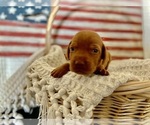 Puppy Mr Orange Vizsla