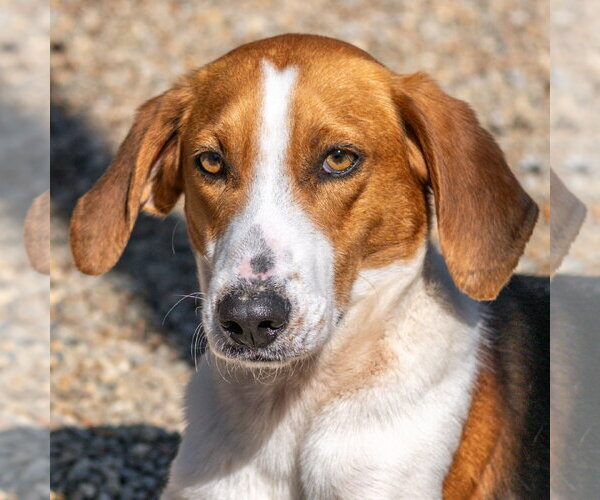 Medium Photo #2 Mutt Puppy For Sale in Hilton Head, SC, USA