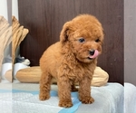 Small Photo #4 Poodle (Toy) Puppy For Sale in SEATTLE, WA, USA