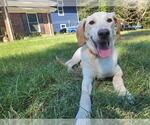 Small #1 Labrador Retriever