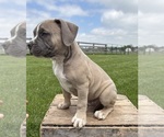 Small #2 American Bulldog