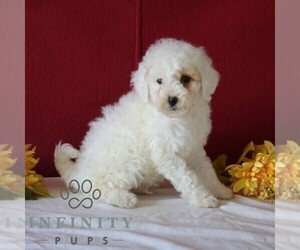 Goldendoodle (Miniature) Puppy for sale in GORDONVILLE, PA, USA