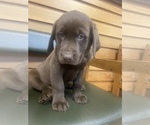Small Photo #6 Labrador Retriever-Newfoundland Mix Puppy For Sale in MORRIS, MN, USA