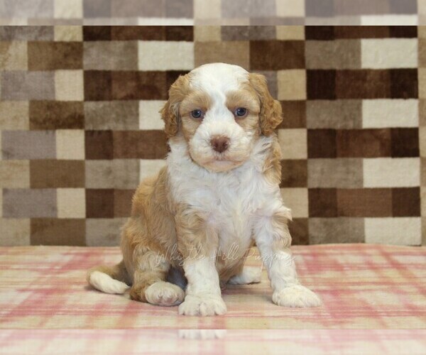 Medium Photo #3 Bernedoodle (Miniature) Puppy For Sale in DENVER, PA, USA