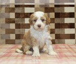 Small #2 Bernedoodle (Miniature)