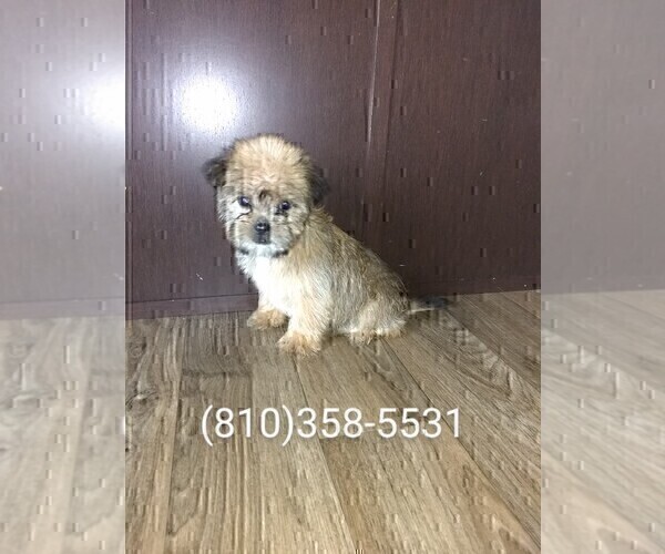 Medium Photo #1 Shih Tzu Puppy For Sale in LAPEER, MI, USA