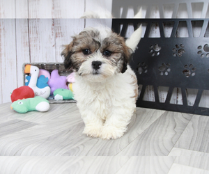 Zuchon Puppy for sale in MARIETTA, GA, USA