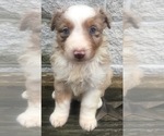 Small Photo #24 Australian Shepherd Puppy For Sale in ARBA, IN, USA
