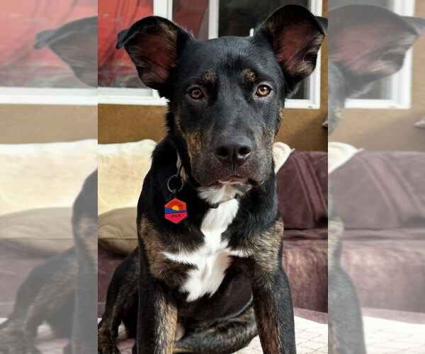 Medium Photo #1 Mutt Puppy For Sale in Dana Point, CA, USA