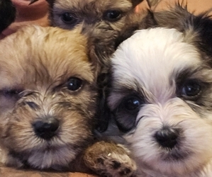 Shorkie Tzu Puppy for Sale in CHICAGO, Illinois USA