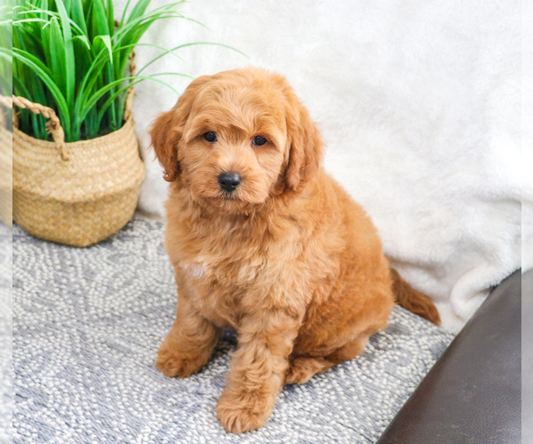 Medium Photo #15 Goldendoodle (Miniature) Puppy For Sale in SYRACUSE, IN, USA