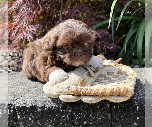 Medium Photo #2 Shih Tzu Puppy For Sale in MIDDLEBURY, IN, USA