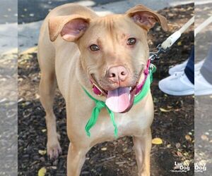 Labrador Retriever-Unknown Mix Dogs for adoption in Washington, DC, USA