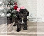 Small Photo #3 Cavapoo (Miniature) Puppy For Sale in GREENFIELD, IN, USA