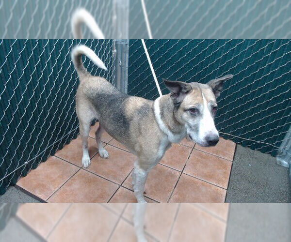 Medium Photo #1 Siberian Husky-Unknown Mix Puppy For Sale in Downey, CA, USA