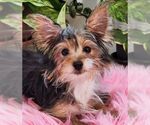 Small #3 Mutt