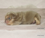 Small #1 Bulldog