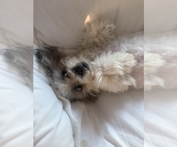 Medium Photo #13 Zuchon Puppy For Sale in LAS VEGAS, NV, USA