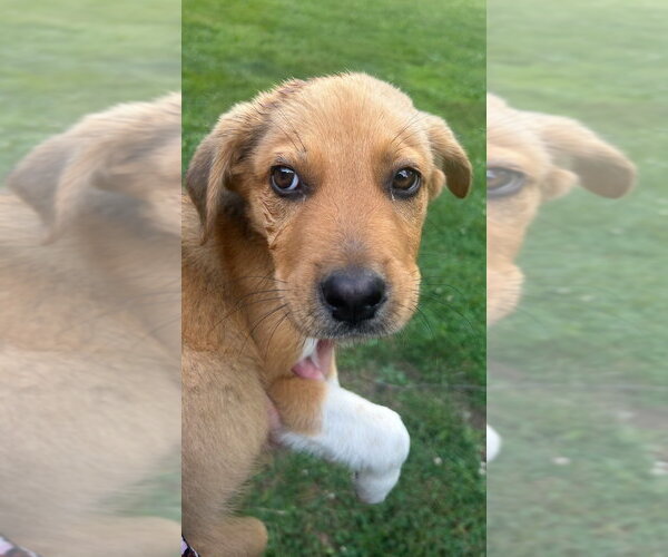 Medium Photo #2 Labrador Retriever-Unknown Mix Puppy For Sale in Aurora, IN, USA