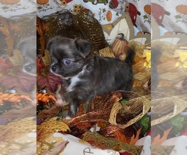 Medium Photo #1 Chihuahua Puppy For Sale in RAWSONVILLE, MI, USA