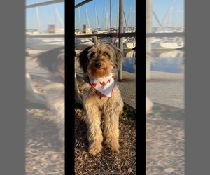 Mother of the Aussiedoodle Miniature -Maltipoo Mix puppies born on 06/24/2025