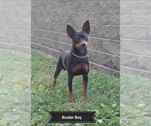 Father of the Miniature Pinscher puppies born on 05/31/2019