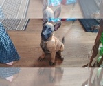 Small Photo #5 Belgian Malinois Puppy For Sale in CLEVELAND, GA, USA