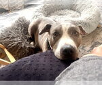 Taz - Male Staffordshire Bull Terrier-Unknown Mix Dog for Adoption - Small photo