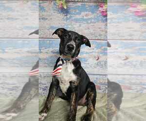German Shepherd Dog-Unknown Mix Dogs for adoption in Lakewood, CO, USA