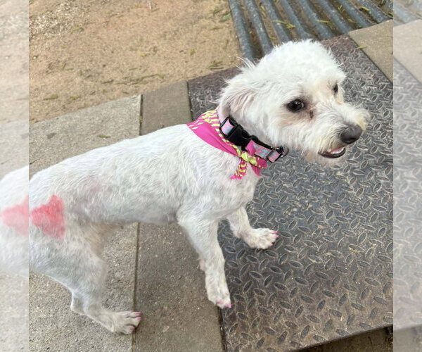 Medium Photo #2 Poodle (Miniature)-Unknown Mix Puppy For Sale in Boonton, NJ, USA