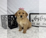 Small #4 Golden Retriever