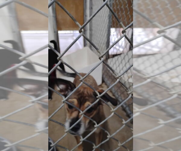 Medium Photo #2 Chihuahua Puppy For Sale in Great Bend, KS, USA