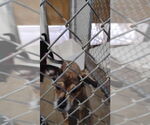 Small #1 Chihuahua