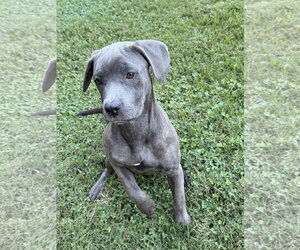 Ellie II - Female Great Dane-Unknown Mix Dog for Adoption - Photo #2