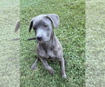 Small Photo #2 Great Dane-Unknown Mix Puppy For Sale in Ball Ground, GA, USA